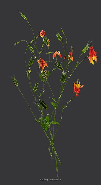 https://www.bertrandcarriere.com:443/files/gimgs/th-112_Fleur 1.jpg
